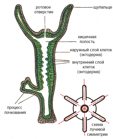 Kraken 18at зеркало